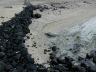 por72_honu02_640.JPG
