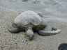 por73_honu03_640.JPG