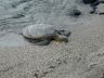 por74_honu04_640.JPG